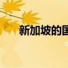 新加坡的國花（新加坡的國花是什么）