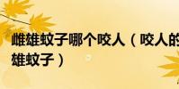 雌雄蚊子哪個咬人(咬人的蚊子是雌蚊子還是雄蚊子)