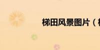 梯田風景圖片(梯田)
