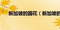 新加坡的國花(新加坡的國花是什么)