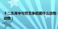 十二生肖中與世無爭的是什么動物(十二生肖中與世無爭的動物)