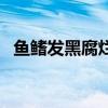 魚鰭發黑腐爛（黑云魚魚鰭爛了怎么回事）