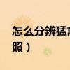 怎么分辨猛禽和f150（f350猛禽要用什么駕照）
