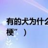 有的犬為什么叫梗（為什么有的狗品種叫做“梗”）