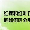紅楠和紅葉石楠有區別么（光葉石楠和紅葉石楠如何區分呢）