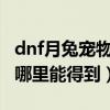 dnf月兔寵物（DNF兔精靈衛隊長月嬋現在在哪里能得到）