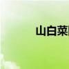 山白菜圖片作用與功效（山白）