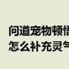 問道寵物頓悟什么技能好（問道寵物頓悟技能怎么補充靈氣!）