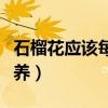 石榴花應該每天澆水嗎夏天（石榴花應該怎么養）