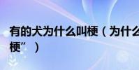 有的犬為什么叫梗(為什么有的狗品種叫做“梗”)