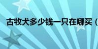 古牧犬多少錢一只在哪買(古牧犬多少錢)