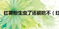 紅薯粉生蟲了還能吃不(紅薯粉生產設備)