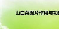 山白菜圖片作用與功效(山白)