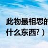此物最相思的上一句是什么（代表相思的還有什么東西?）