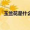 玉蘭花是什么顏色的（玉蘭花是什么顏色）