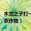 木蘭之子打一食物答案是什么（木蘭之子打一農作物）