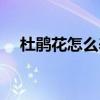 杜鵑花怎么養（杜鵑花的養殖方法解析）