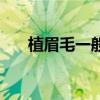 植眉毛一般要多少錢（種植眉毛價格）