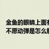 金魚的眼睛上面有一層白膜是怎么回事（金魚的眼睛長白膜不愿動彈是怎么解決）