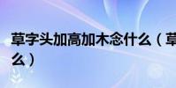 草字頭加高加木念什么(草字頭加高加木讀什么)
