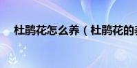 杜鵑花怎么養(杜鵑花的養殖方法解析)