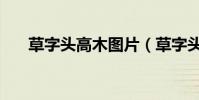 草字頭高木圖片(草字頭高木念什么)