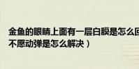 金魚的眼睛上面有一層白膜是怎么回事(金魚的眼睛長白膜不愿動彈是怎么解決)