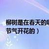 柳樹是在春天的哪個節氣開花的植物（柳樹是在春天的哪個節氣開花的）