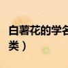 白薯花的學名叫什么（白薯花的品種有哪些分類）