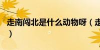 走南闖北是什么動物呀(走南闖北是什么生肖)