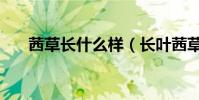 茜草長什么樣(長葉茜草有什么價值)