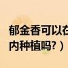 郁金香可以在室內陽臺養嗎（郁金香可以在室內種植嗎?）