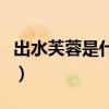 出水芙蓉是什么花名（出水芙蓉是什么意思啊）