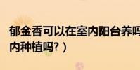 郁金香可以在室內陽臺養嗎(郁金香可以在室內種植嗎?)