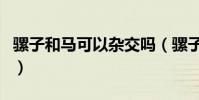 騾子和馬可以雜交嗎(騾子是馬和驢雜交的嗎)
