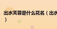 出水芙蓉是什么花名(出水芙蓉是什么意思啊)