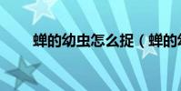 蟬的幼蟲怎么捉(蟬的幼蟲叫什么)