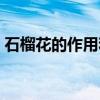 石榴花的作用和禁忌（石榴花的作用是什么）