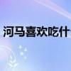 河馬喜歡吃什么食物（河馬喜歡吃什么食物）