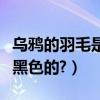 烏鴉的羽毛是黑色的嗎（為什么烏鴉的羽毛是黑色的?）