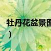牡丹花盆景圖片大全（一盆牡丹花盆景多少錢）