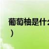 葡萄柚是什么季節成熟的（葡萄柚是什么啊?）