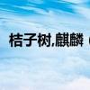 桔子樹,麒麟（《麒麟》桔子樹的內容介紹）