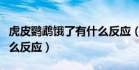 虎皮鸚鵡餓了有什么反應(虎皮鸚鵡餓了有什么反應)