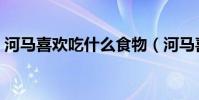河馬喜歡吃什么食物(河馬喜歡吃什么食物)