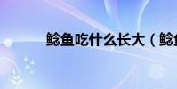 鯰魚吃什么長大(鯰魚吃什么)