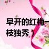 早開的紅梅一枝獨秀比喻什么（早開的紅梅一枝獨秀）