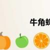 牛角蜂蟄了怎么辦（牛角蜂）