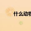 什么動物要冬眠（什么動物冬眠）