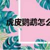 虎皮鸚鵡怎么繁殖（虎皮鸚鵡繁殖小常識）